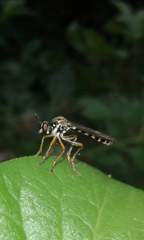 Asilidae : Dioctria sp. ? S